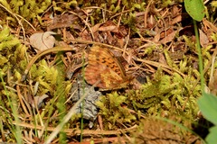 Boloria epithore