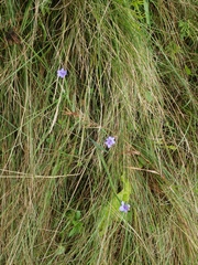 Aristea ecklonii