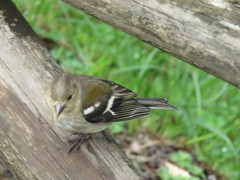 Fringilla coelebs moreletti