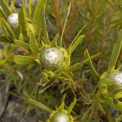 Leucadendron meridianum