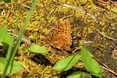 Boloria epithore
