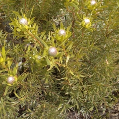 Leucadendron meridianum