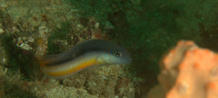 Pseudochromis ammeri