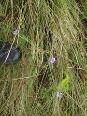 Aristea ecklonii