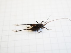 Macropathinae