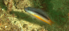 Pseudochromis ammeri