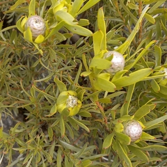 Leucadendron meridianum
