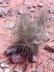 Enneapogon cenchroides