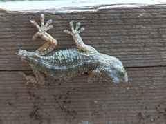 Tarentola mauritanica