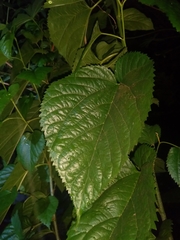 Morus nigra
