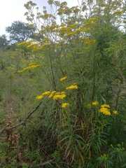 Senecio polyanthemoides