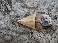 Pseudonoorda rubricostalis