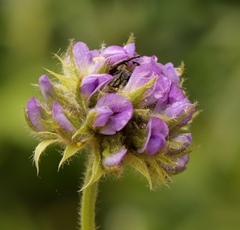 Psoralea sericea