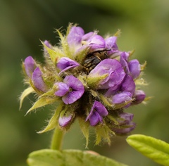 Psoralea sericea