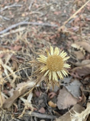 Carlina corymbosa
