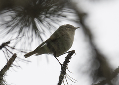 Phylloscopus humei