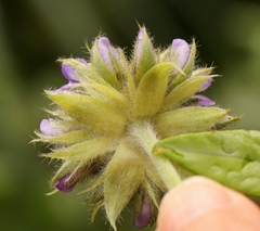 Psoralea sericea