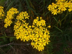 Senecio polyanthemoides