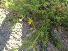 Osteospermum microcarpum