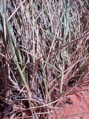 Enneapogon cenchroides