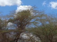 Vachellia xanthophloea