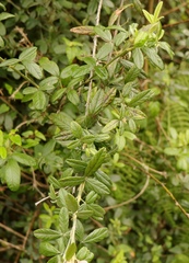Psoralea sericea