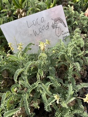 Astragalus nuttallii