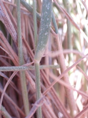 Enneapogon cenchroides