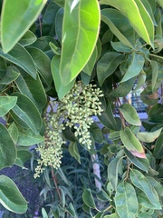 Sambucus cerulea