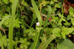 Geranium ornithopodon