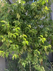 Sambucus cerulea