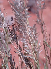 Enneapogon cenchroides