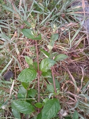 Alternanthera porrigens