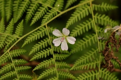 Geranium ornithopodon