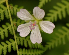 Geranium ornithopodon