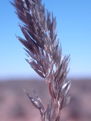 Enneapogon cenchroides