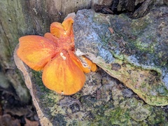 Pluteus aurantiorugosus