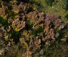 Corallina officinalis