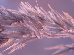 Enneapogon cenchroides