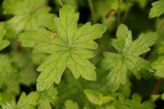 Geranium ornithopodon