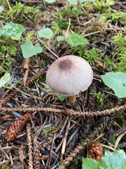 Lepiota flammeotincta
