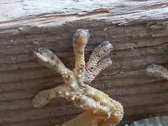 Tarentola mauritanica