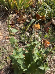 Agastache foeniculum