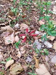 Alstroemeria psittacina
