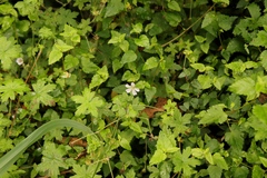 Geranium ornithopodon