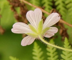 Geranium ornithopodon