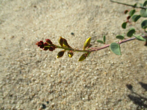Image of Adenolobus pechuelii by no rights reserved