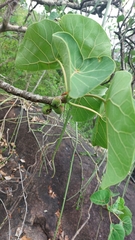 Ficus abutilifolia