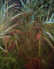 Aloe arborescens