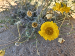 Baileya pleniradiata